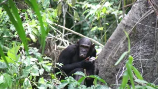 Útulok pre záchranu šimpanzov Jane Goodallovej (4/6)