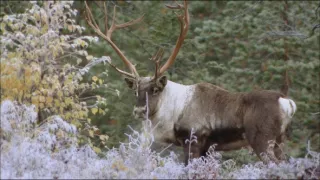 Svet jeleňovej zveri