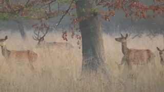 Svet jeleňovej zveri