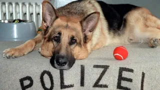 Komisár Rex III (10)