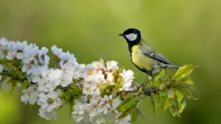 Koloběh života: Ovocný sad