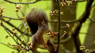 Koloběh života: Ovocný sad