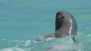 Tajný život na pobřeží (1)