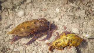 Tajný život na pobřeží (1)