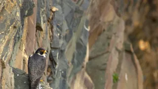 Portugalský juhozápad - pobrežie bocianov