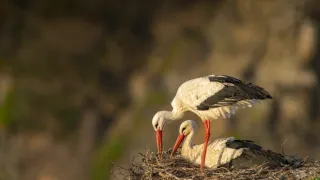 Portugalský juhozápad - pobrežie bocianov