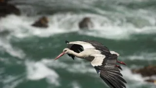 Portugalský juhozápad - pobrežie bocianov