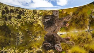 Portugalský juhozápad - pobrežie bocianov