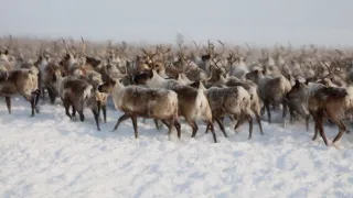 Volanie skutočného severu (1)