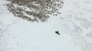 Volanie skutočného severu (1)