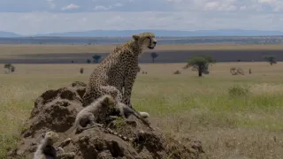 Samce verzus samice (3/3)