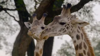 Samce verzus samice (3/3)