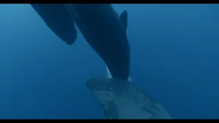 Vorvani - příběh jedné rodiny