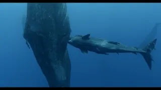 Vorvani - příběh jedné rodiny