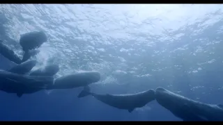 Vorvani - příběh jedné rodiny