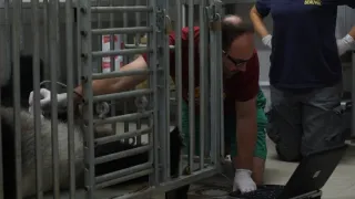 Pandí mládě z Francie