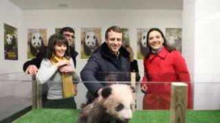 Pandí mládě z Francie