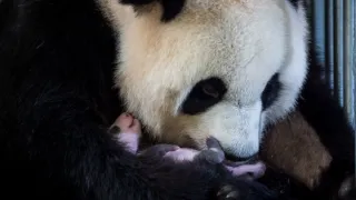 Pandí mládě z Francie