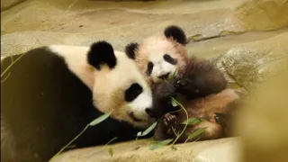 Pandí mládě z Francie