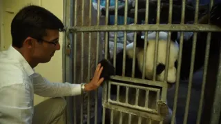 Pandí mládě z Francie