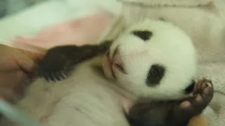 Pandie mláďa z Francúzska