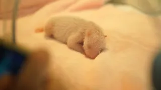 Pandie mláďa z Francúzska