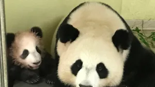 Pandie mláďa z Francúzska