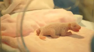 Pandie mláďa z Francúzska