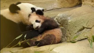 Pandie mláďa z Francúzska