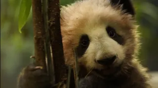 Pandie mláďa z Francúzska