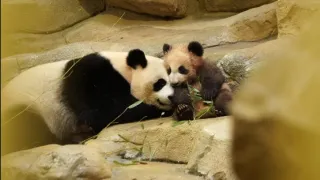 Pandie mláďa z Francúzska