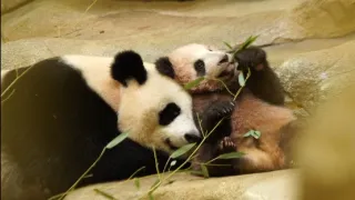 Pandie mláďa z Francúzska