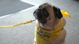 Schopnosti a roly psích miláčikov v živote človeka (6/7)