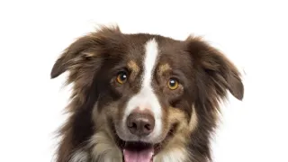 Schopnosti a roly psích miláčikov v živote človeka (6/7)