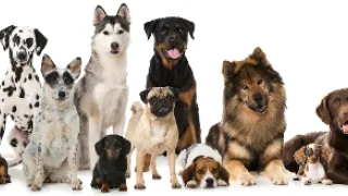 Schopnosti a roly psích miláčikov v živote človeka (6/7)