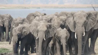 Slony zblízka (1/2)