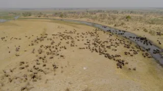 Slony zblízka (1/2)