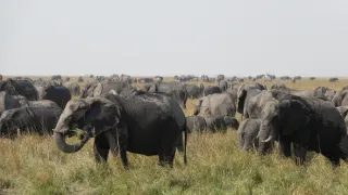 Slony zblízka (1/2)