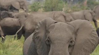 Slony zblízka (1/2)