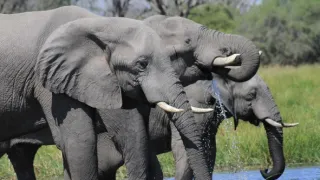 Slony zblízka (1/2)