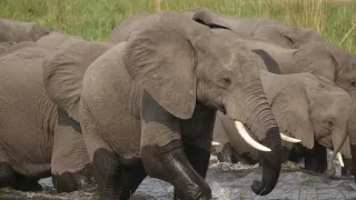 Slony zblízka (1/2)