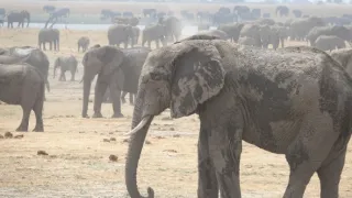 Slony zblízka (1/2)