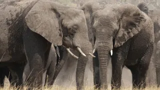 Slony zblízka (1/2)