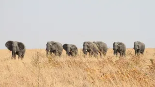 Slony zblízka (1/2)