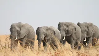 Slony zblízka (1/2)