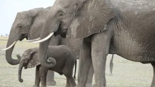 Slony zblízka (1/2)