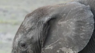 Slony zblízka (1/2)