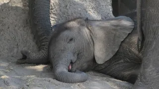 Slony zblízka (1/2)