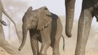 Slony zblízka (1/2)