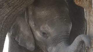 Slony zblízka (1/2)